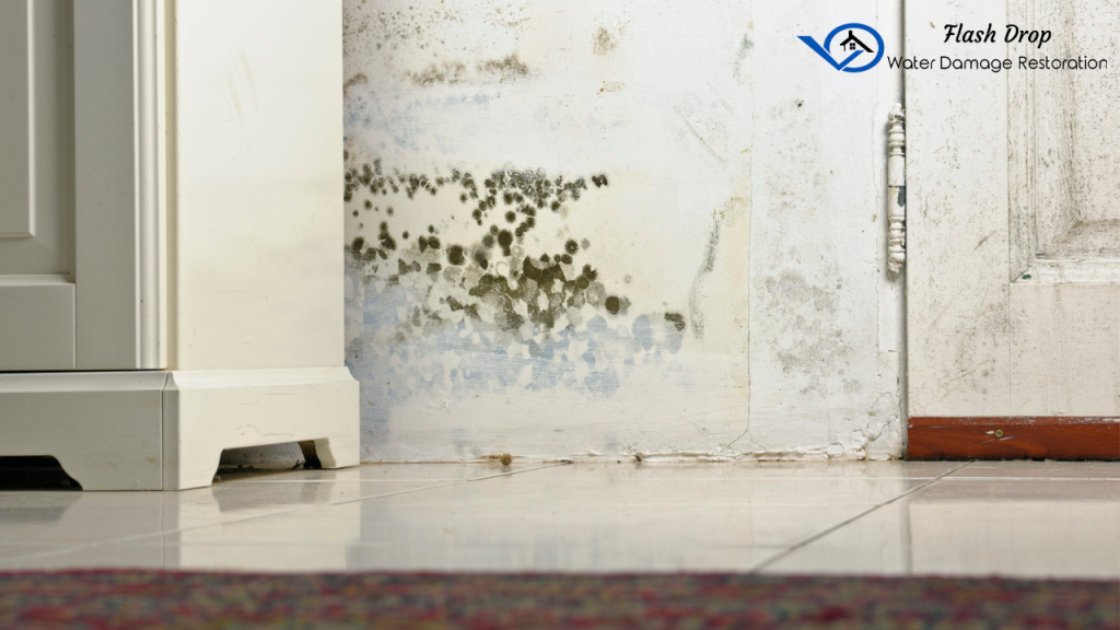 The Impact of Mold on Indoor Air Quality
