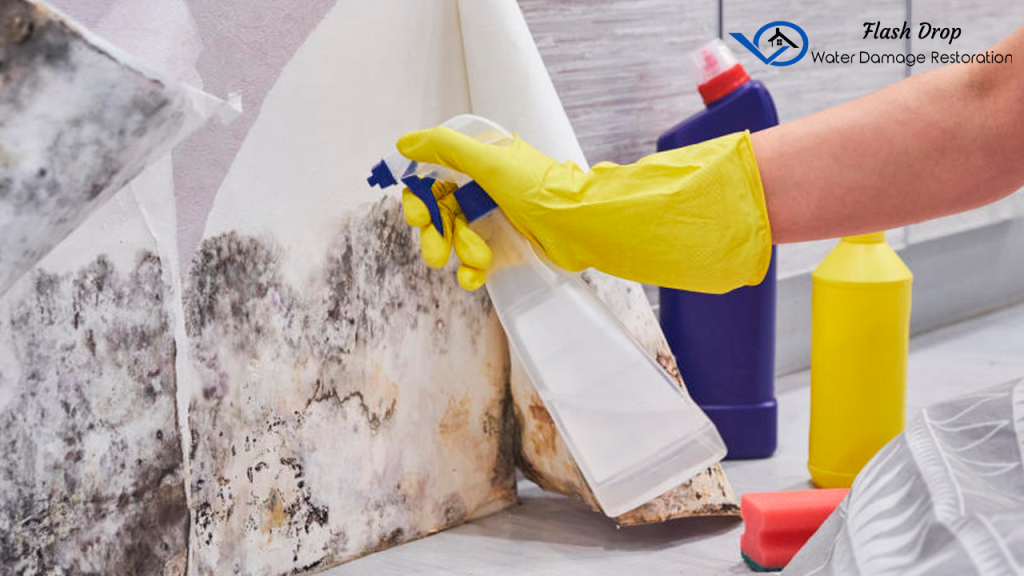 How to Safely Clean Mold-Infested Materials