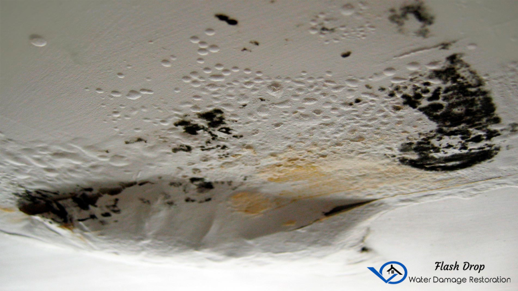 Common Mistakes to Avoid During Mold Removal